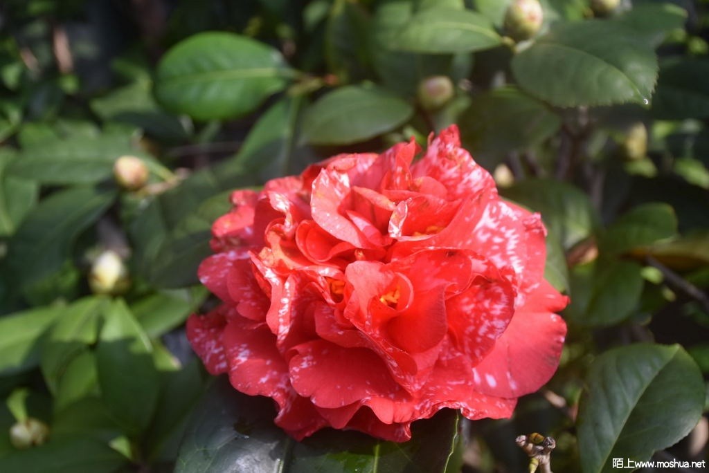 DSC_00251459530025.JPG