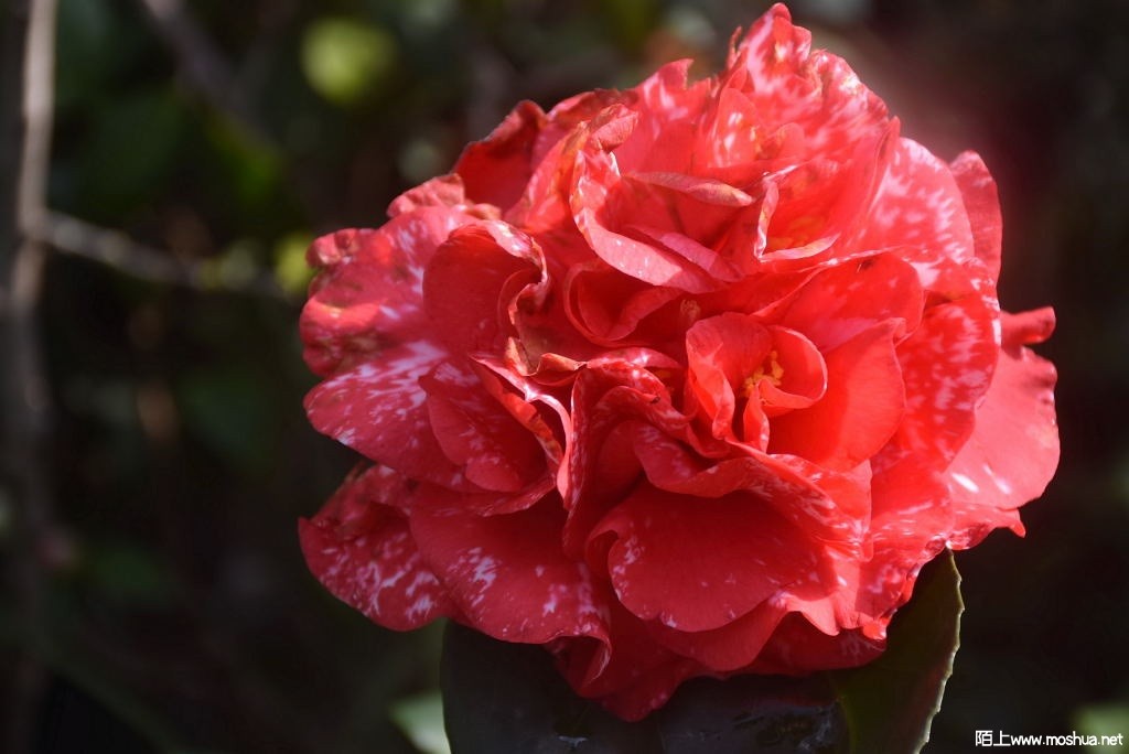 DSC_00381459660038.JPG