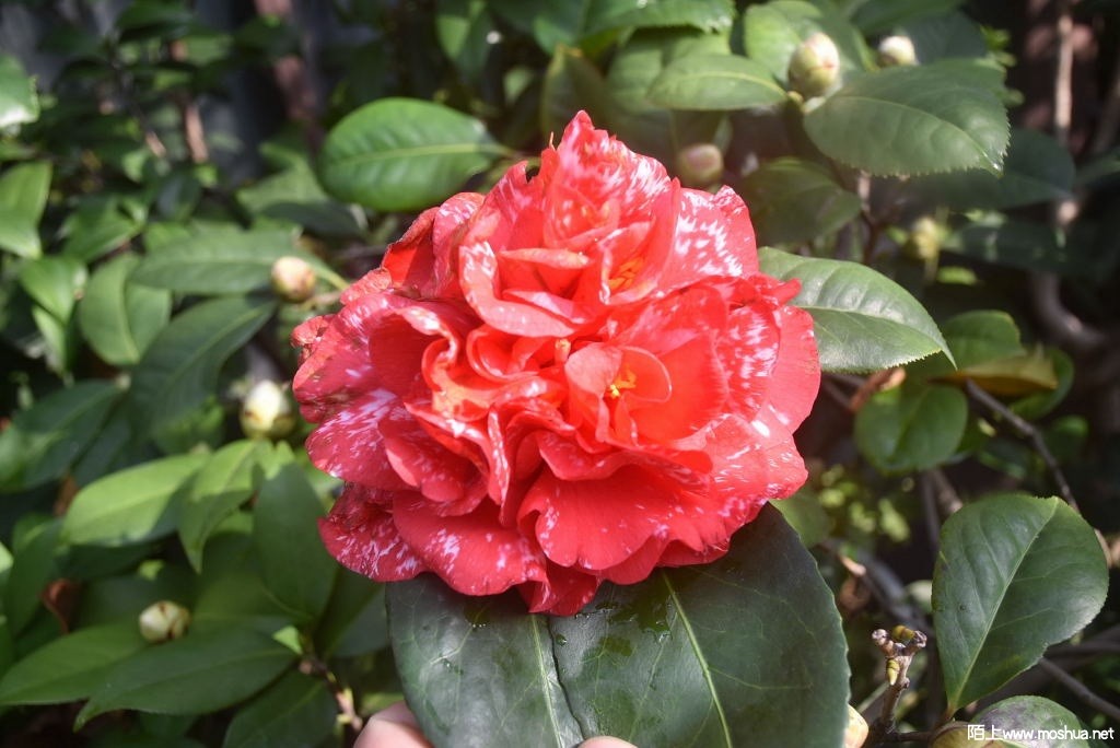 DSC_00221459500022.JPG