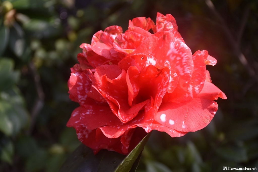DSC_00681459960068.JPG