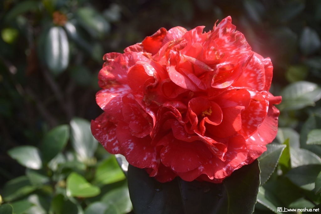 DSC_00321459600032.JPG
