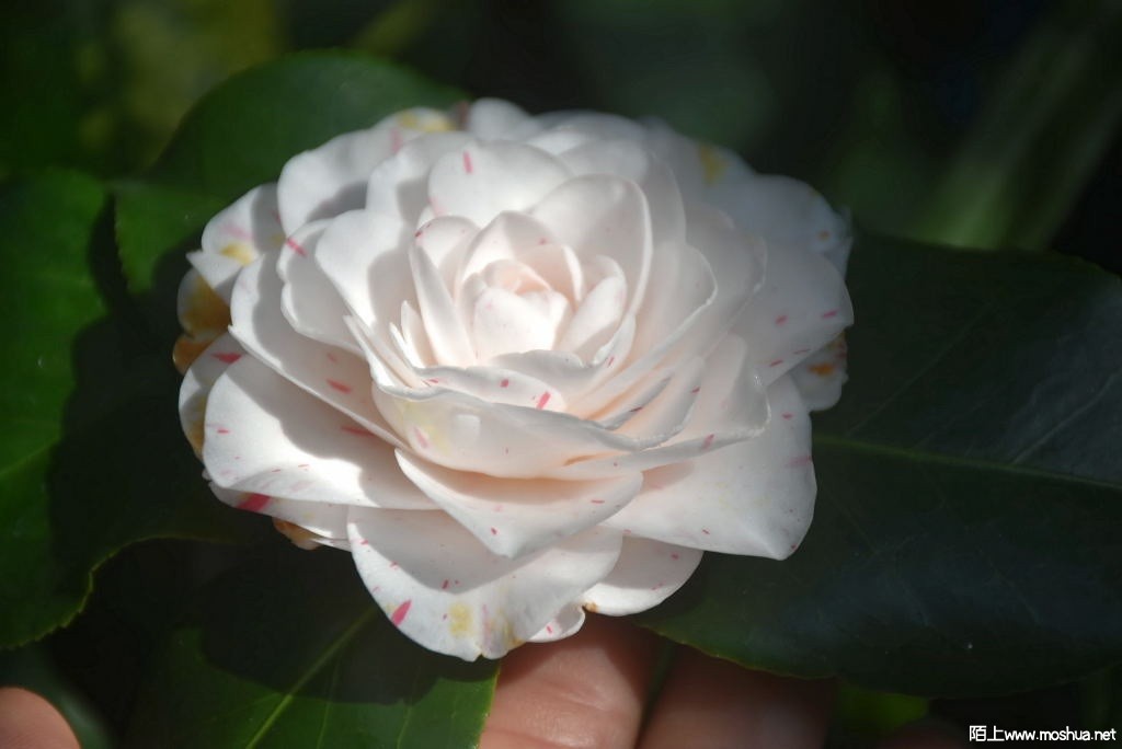 DSC_01781495700178.JPG
