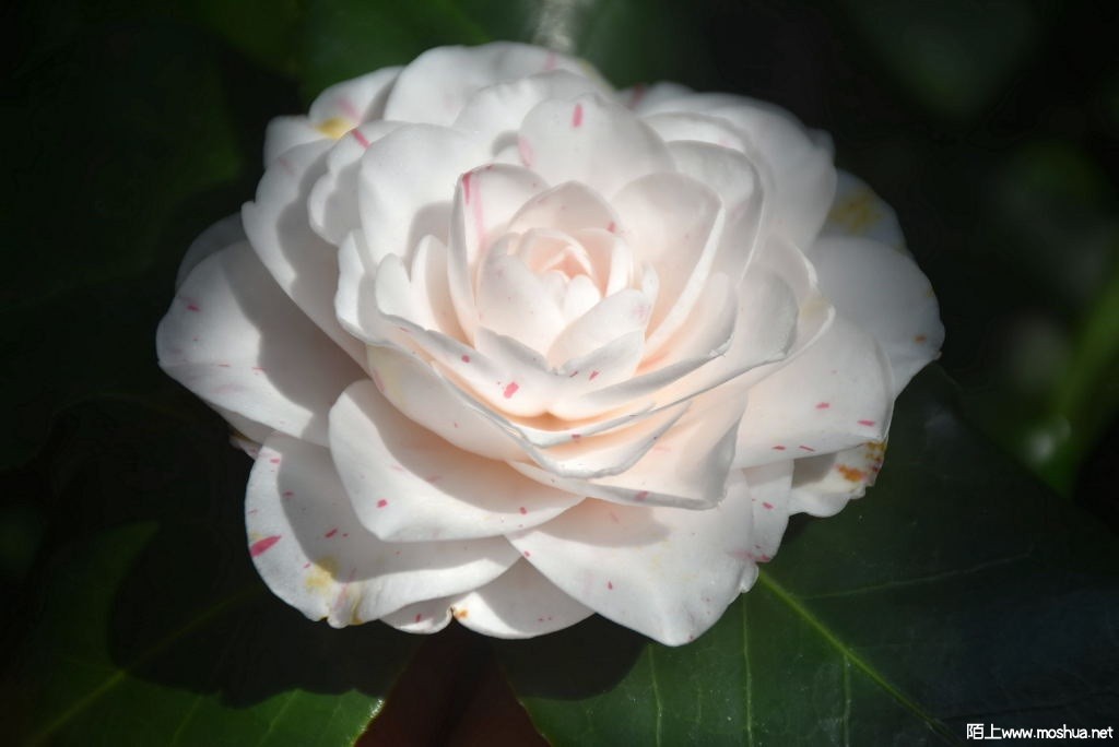 DSC_01691495610169.JPG