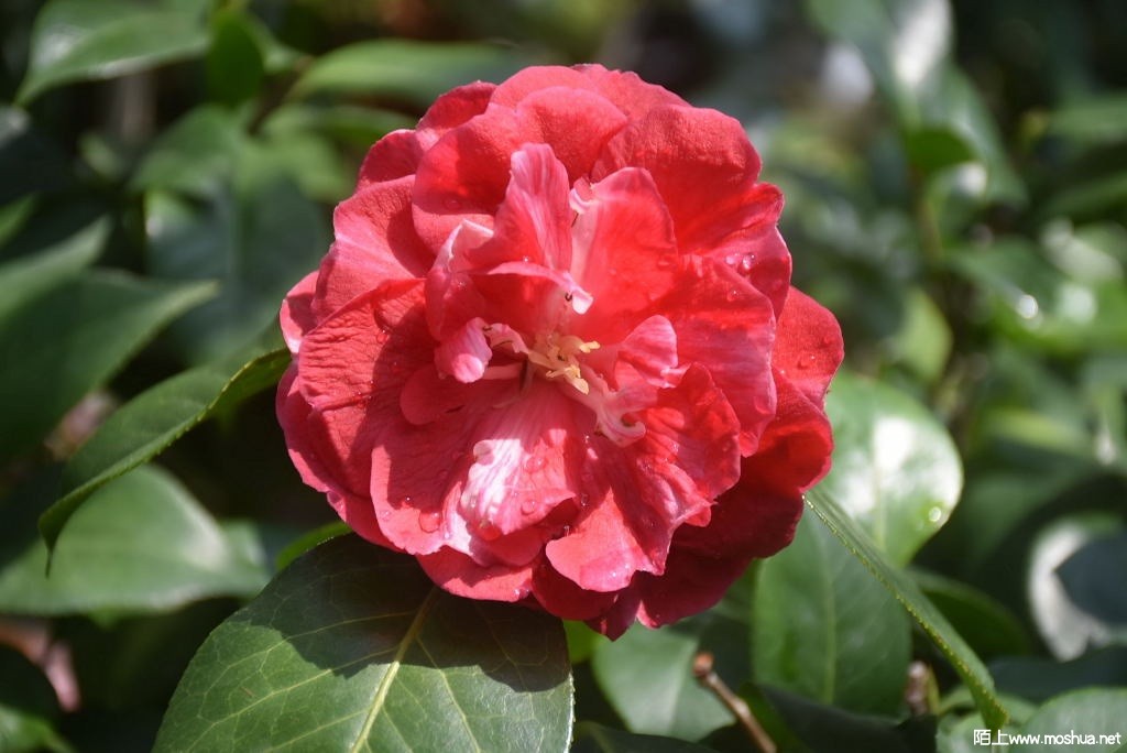 DSC_00031501670003.JPG