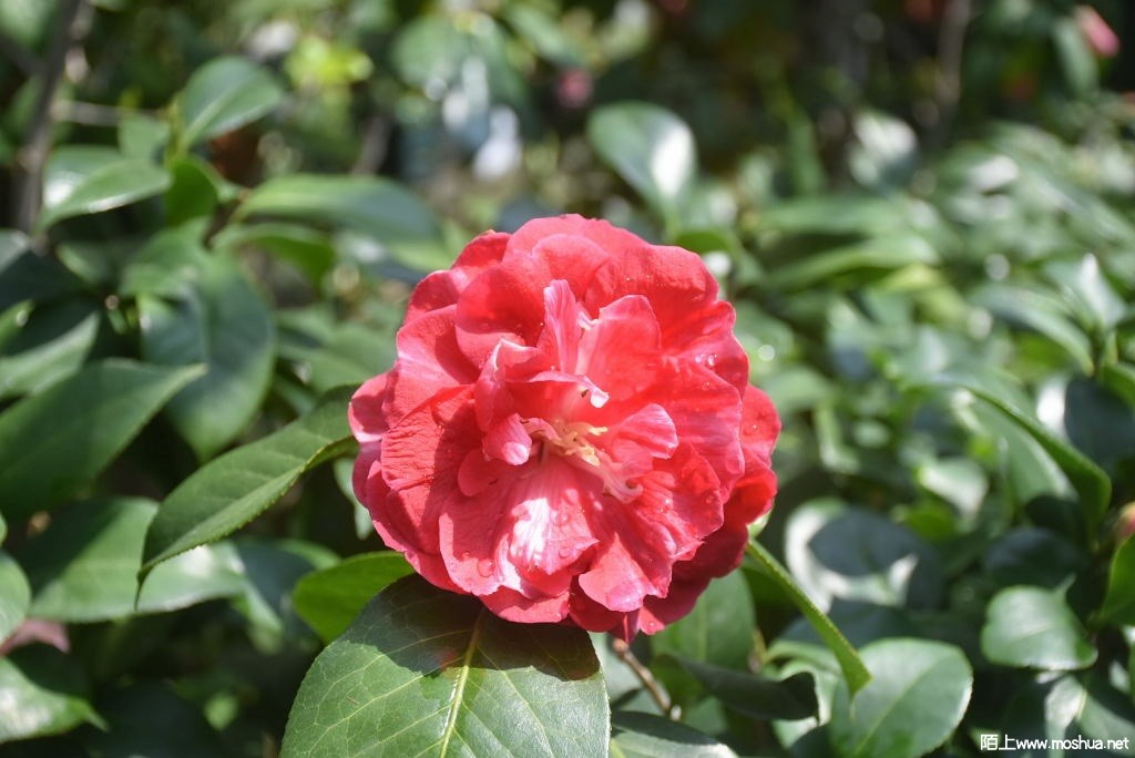 DSC_00141501780014.JPG