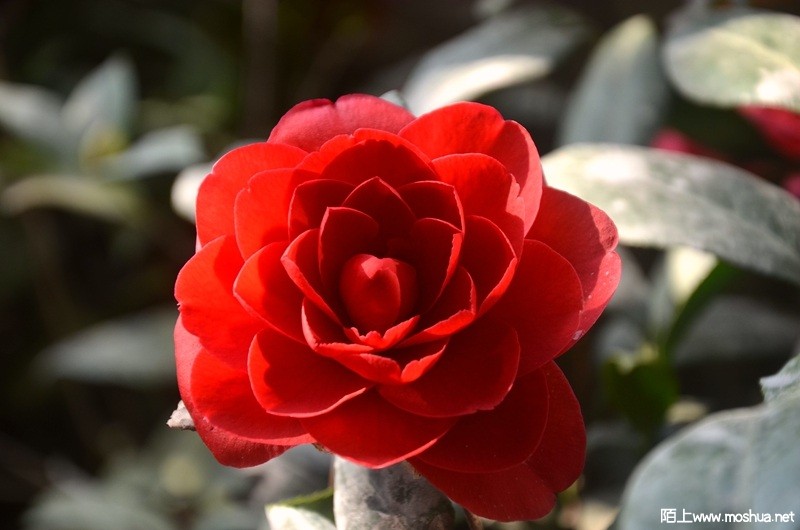 DSC_0781.JPG
