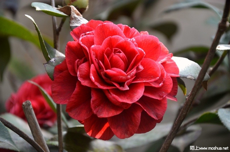 DSC_0798.JPG