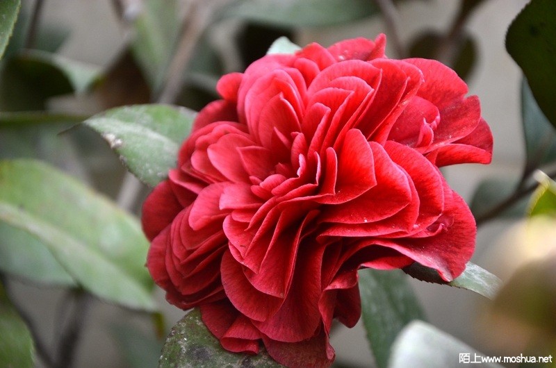 DSC_0799.JPG