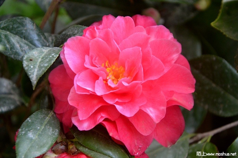 DSC_0815.JPG
