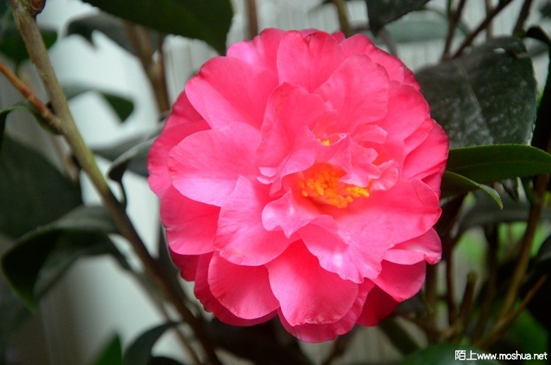DSC_0922.JPG