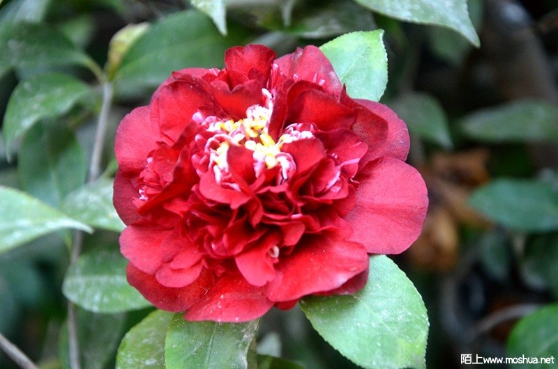 DSC_0821.JPG