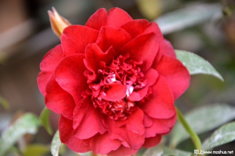DSC_0866.JPG