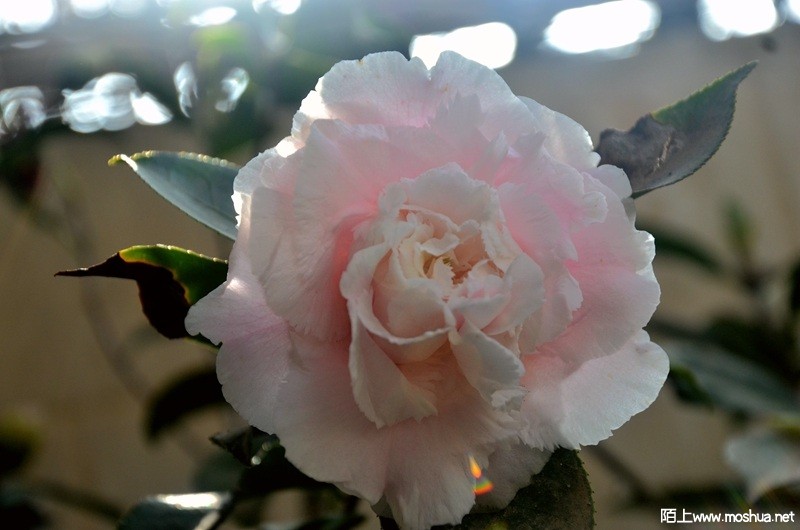 DSC_0820.JPG