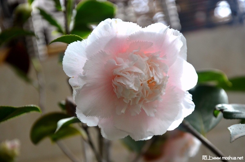 DSC_0829.JPG