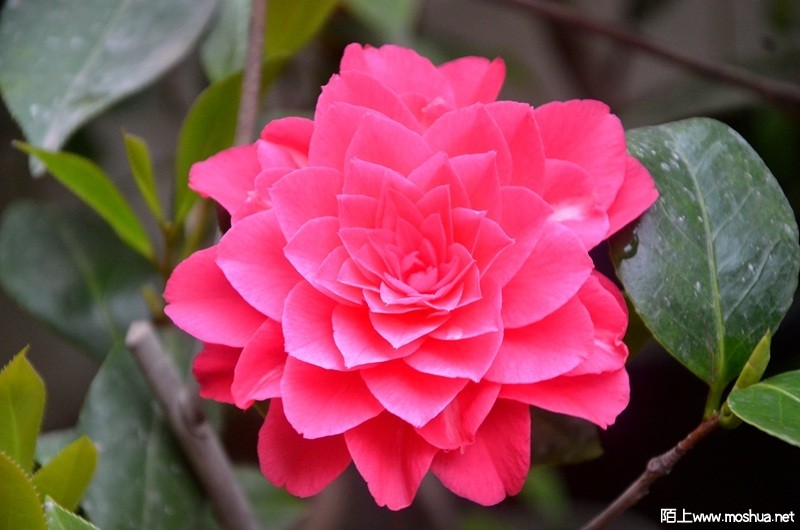 DSC_0906.JPG