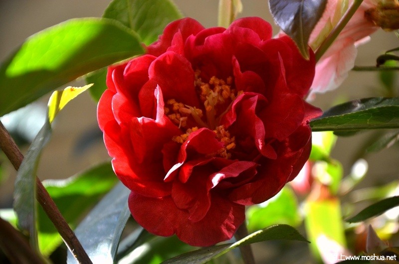 DSC_0851.JPG