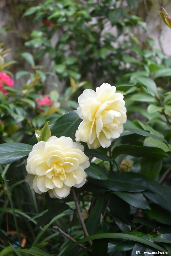 DSC_00651563690065.JPG
