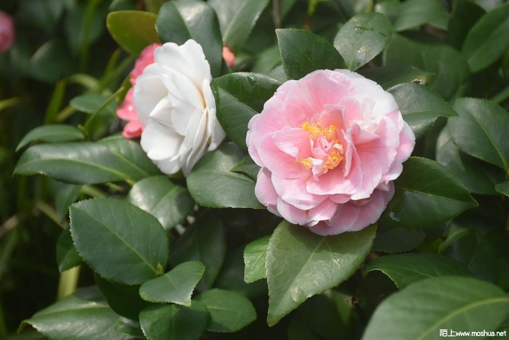DSC_03911535100391.JPG