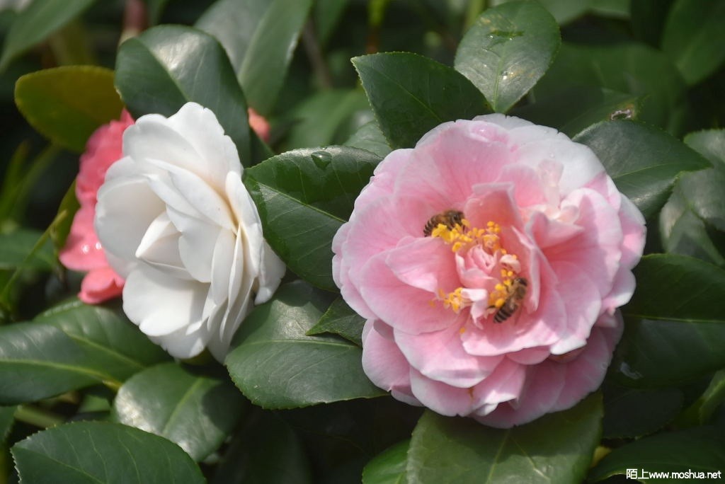 DSC_04191535380419.JPG