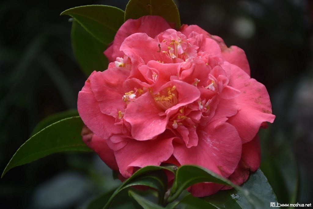 DSC_01471532660147.JPG