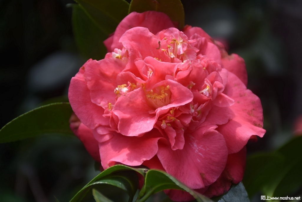DSC_01541532730154.JPG