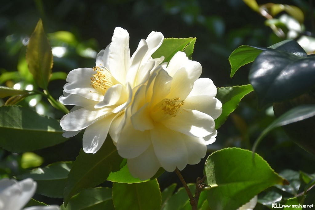 DSC_04881571320488.JPG