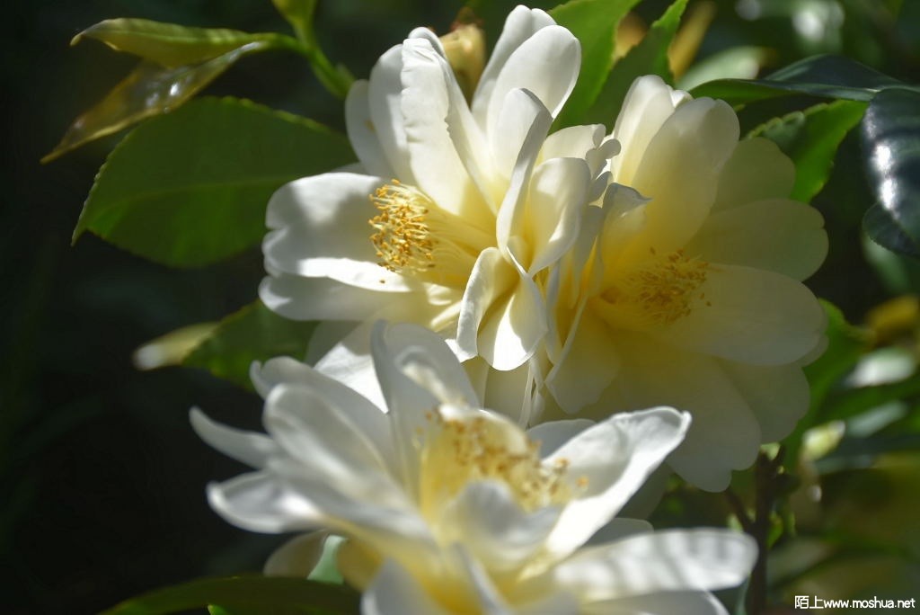 DSC_04571571010457.JPG