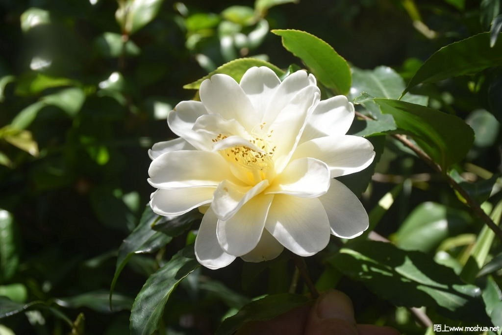 DSC_04301570740430.JPG
