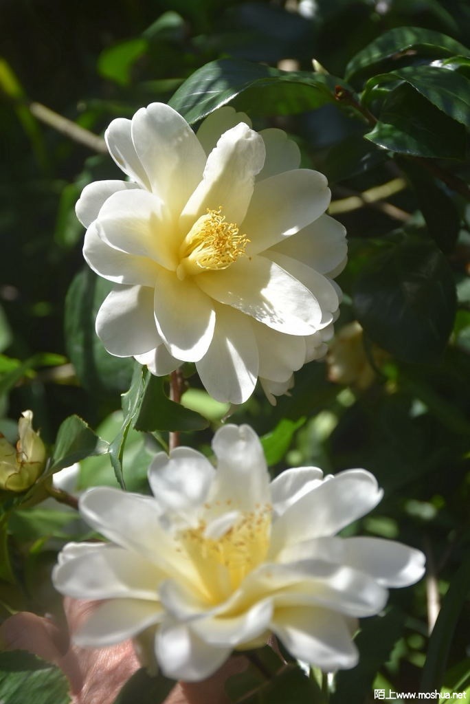 DSC_04751571190475.JPG