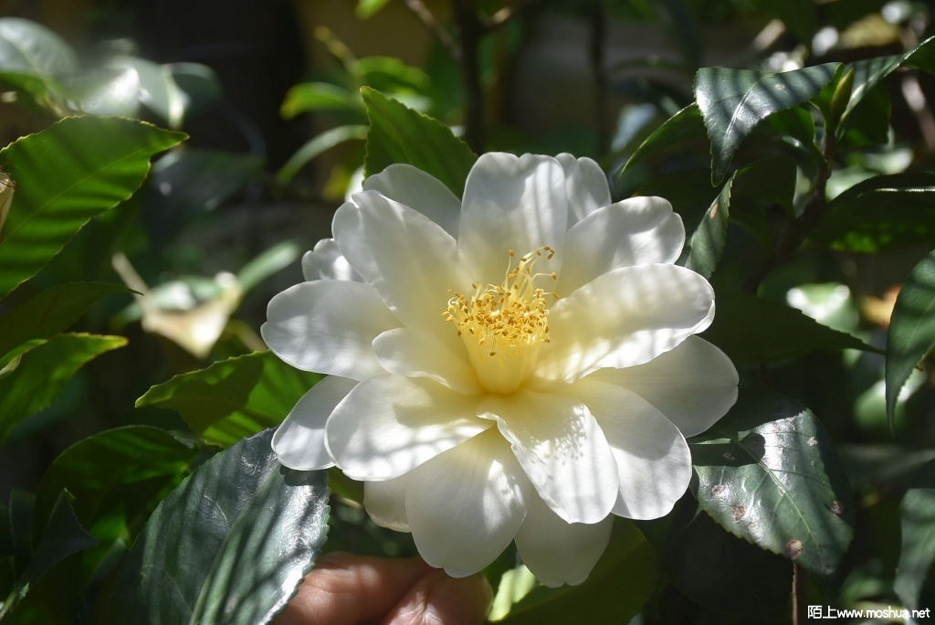 DSC_04261570700426.JPG
