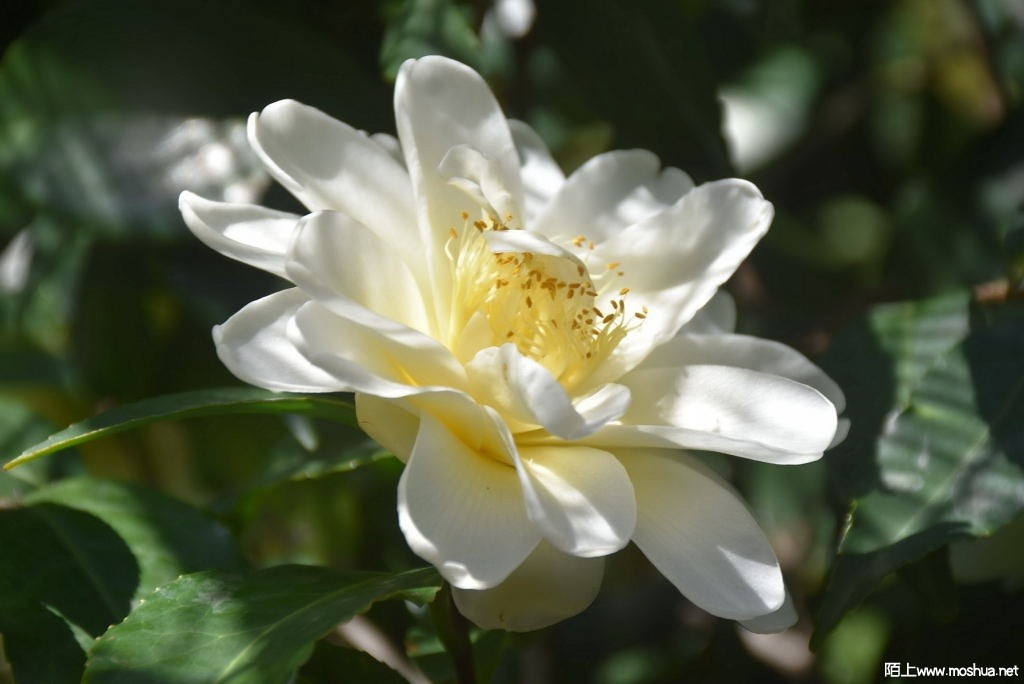 DSC_04651571090465.JPG