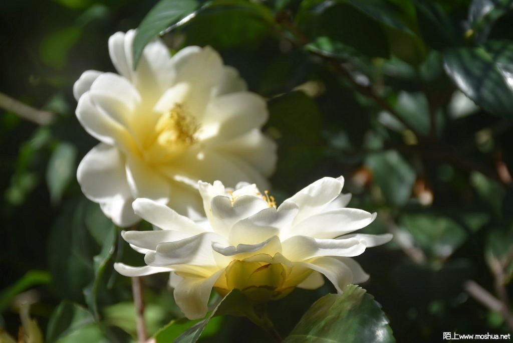 DSC_04711571150471.JPG