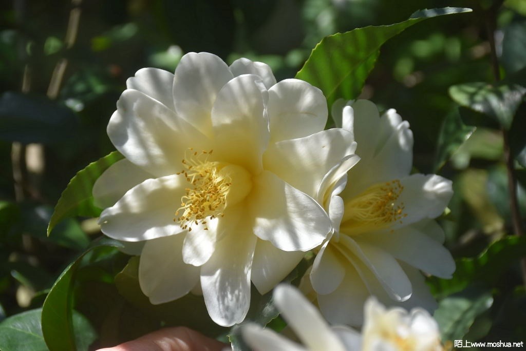 DSC_04811571250481.JPG