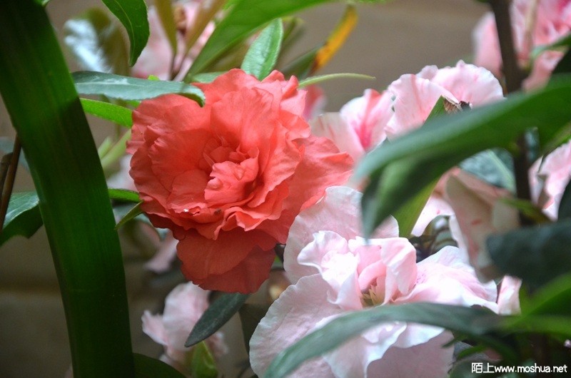 DSC_0949.JPG