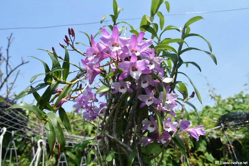 DSC_04121594580412.JPG