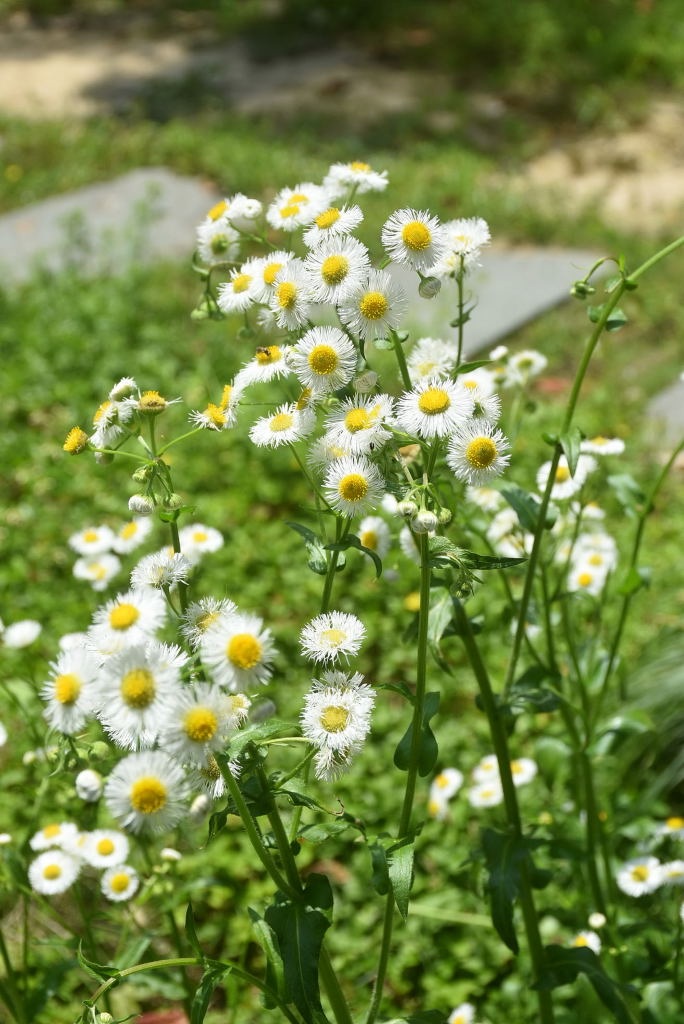 DSC_03681594140368.JPG