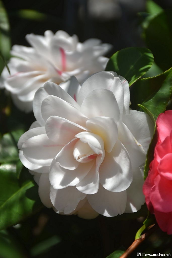 DSC_02831602860283.JPG