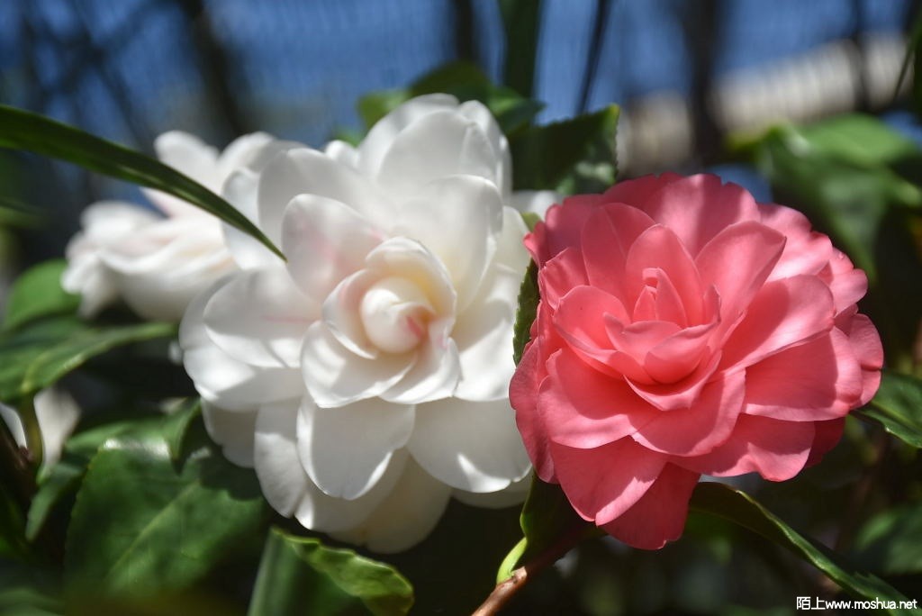 DSC_02691602720269.JPG
