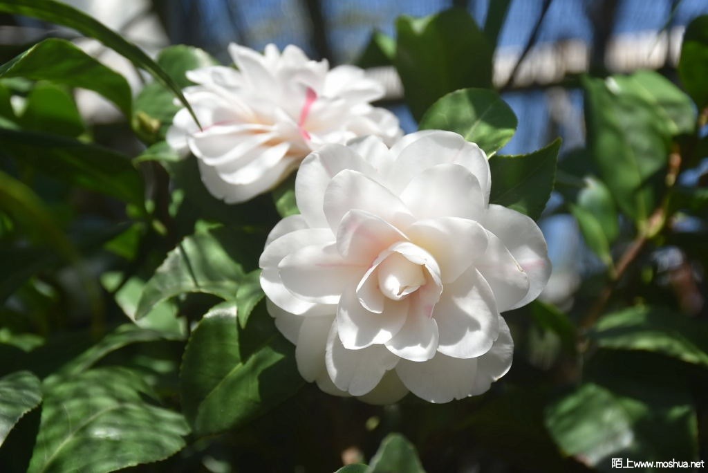 DSC_02571602600257.JPG