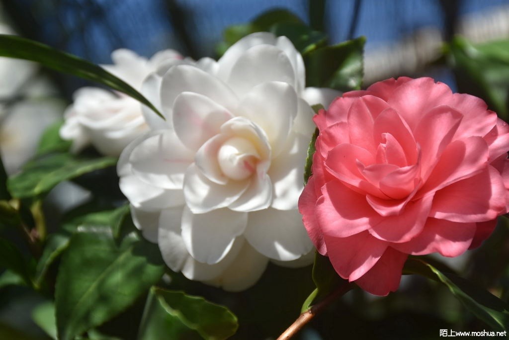 DSC_02701602730270.JPG