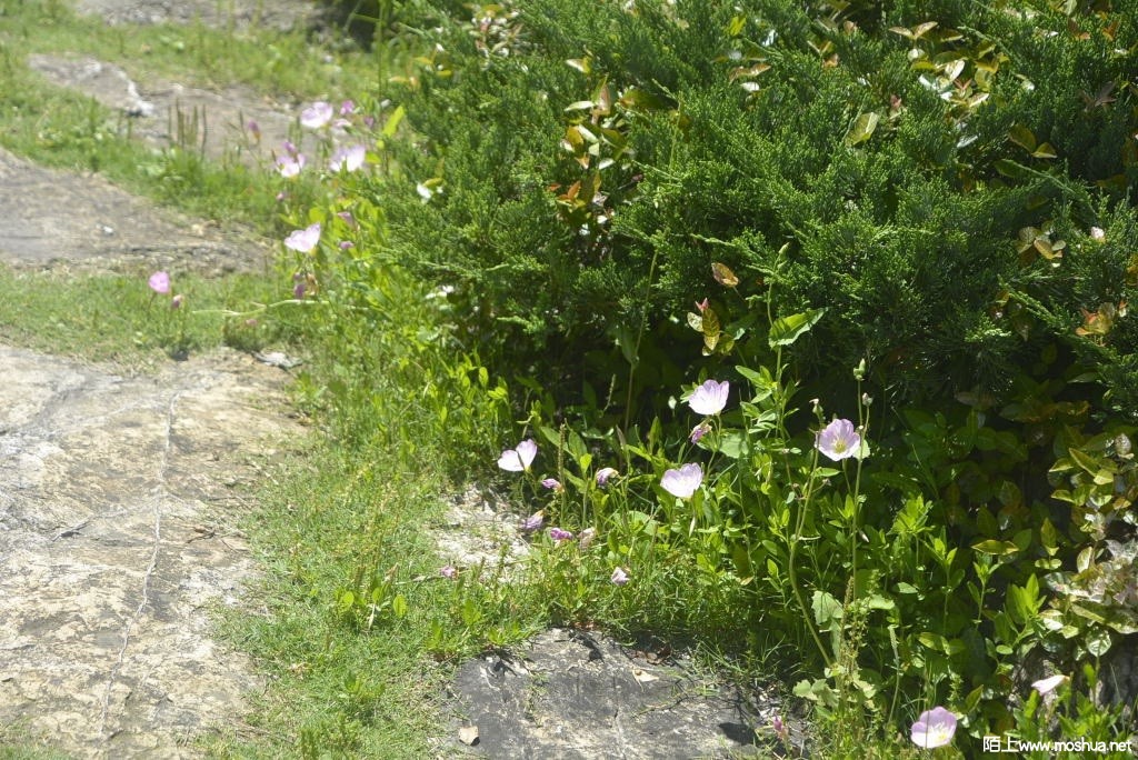 _DSC30821607450350.JPG