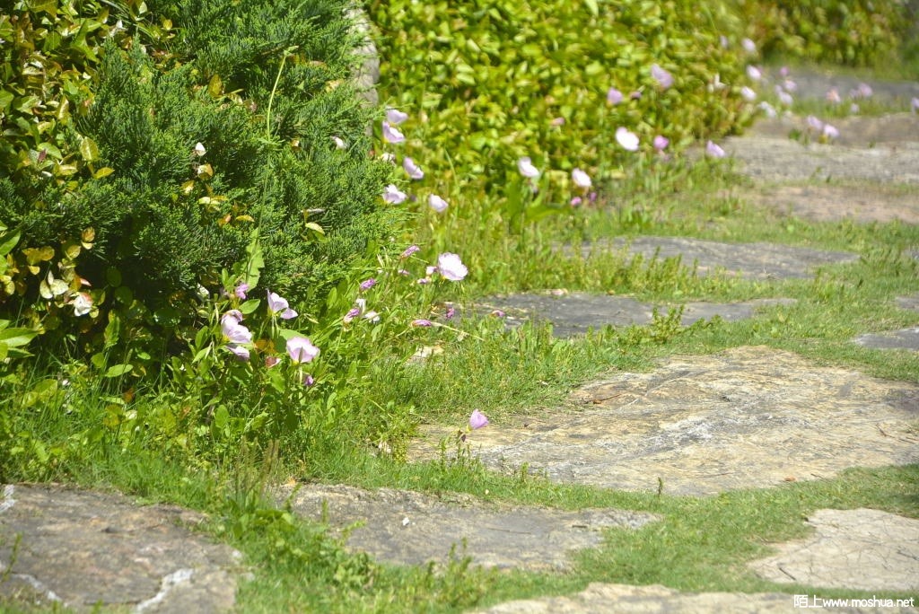 _DSC30841607470352.JPG