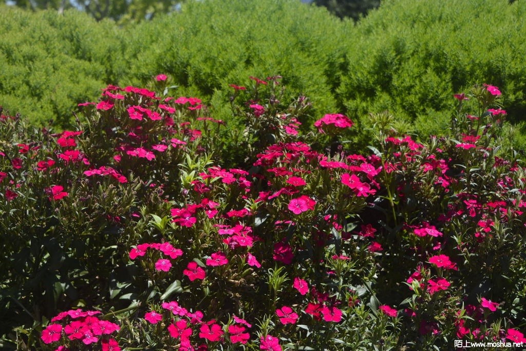 _DSC28151604780083.JPG