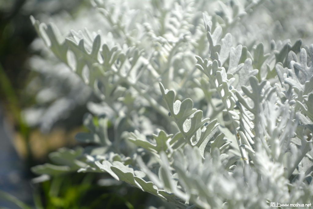 _DSC27831604460051.JPG