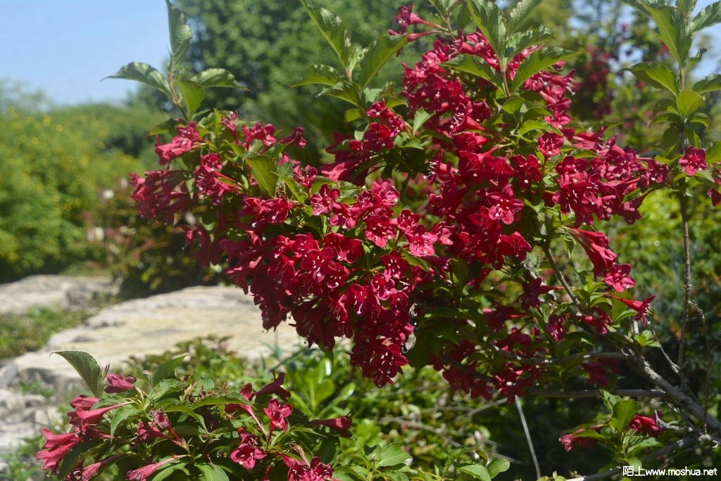 _DSC30511607140319.JPG