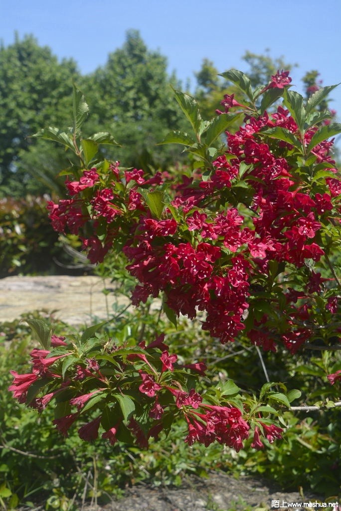 _DSC30561607190324.JPG