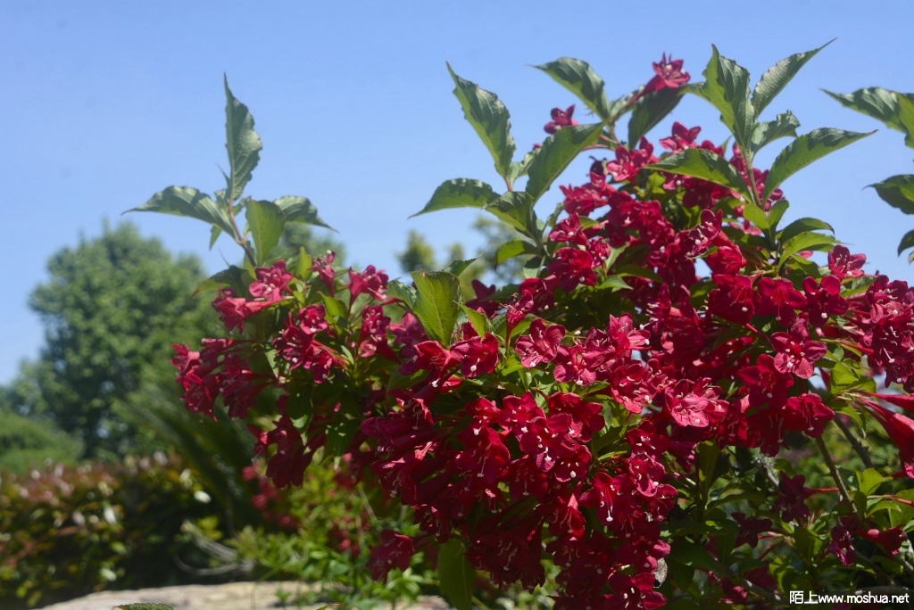 _DSC30611607240329.JPG