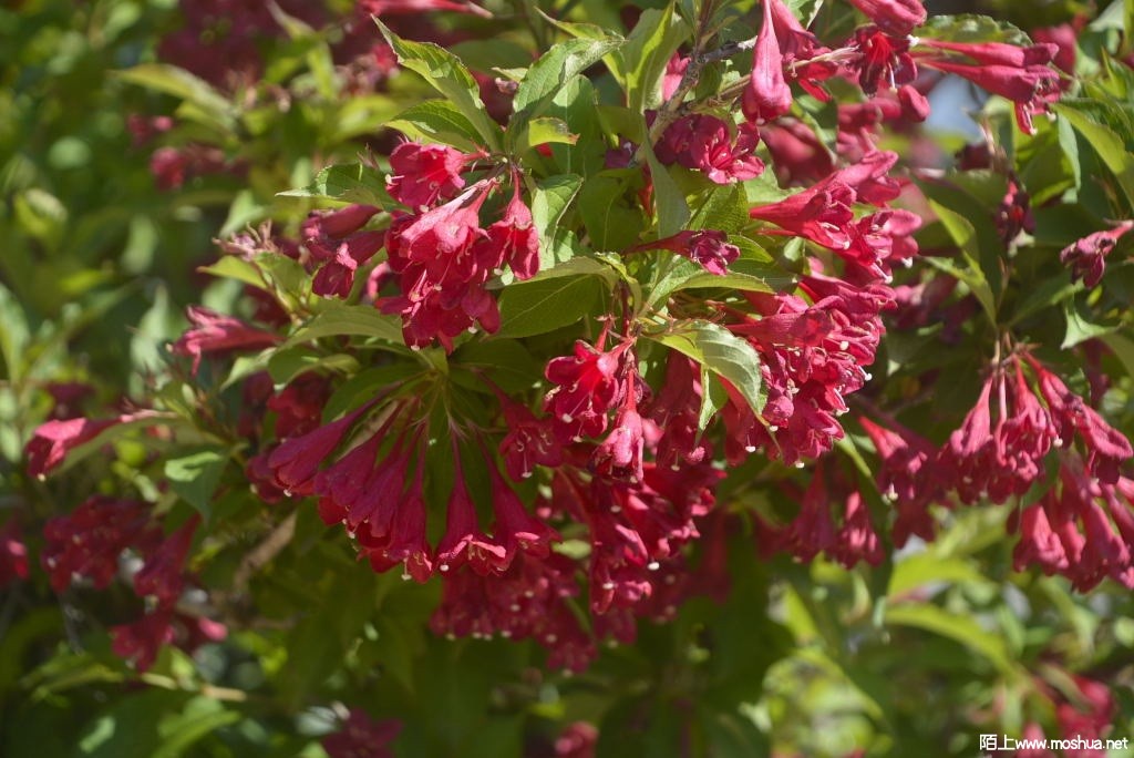 _DSC30641607270332.JPG
