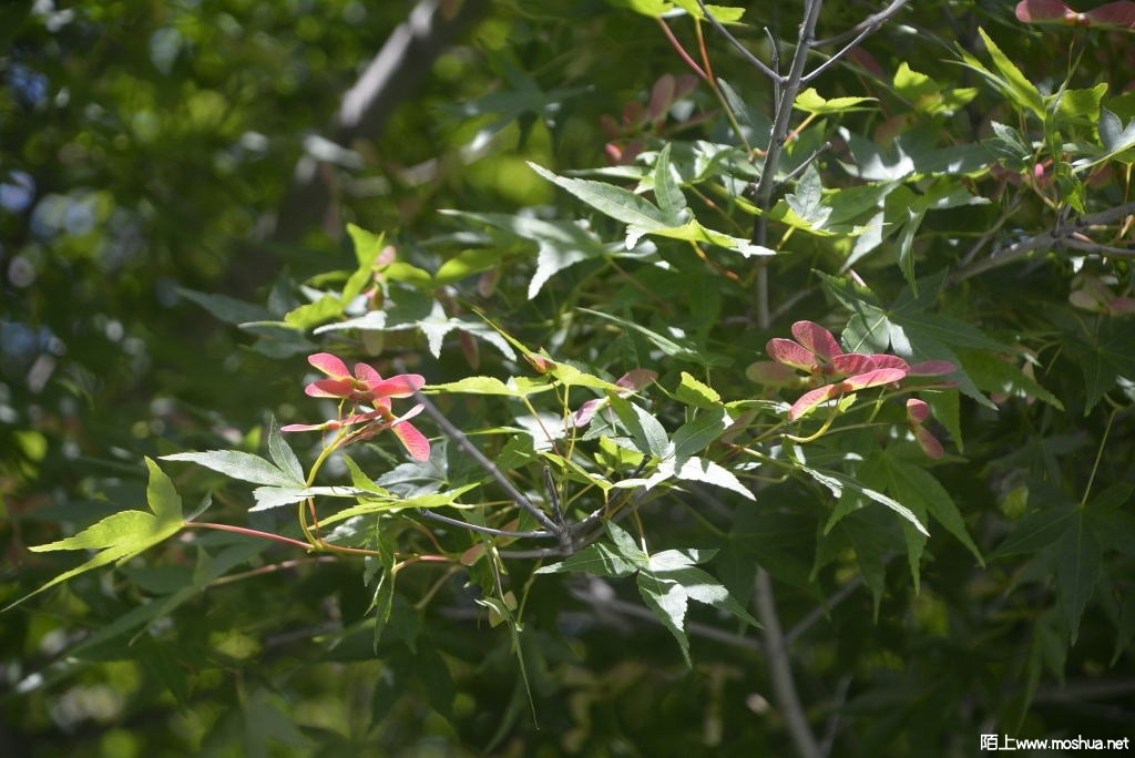 _DSC27511604140019.JPG