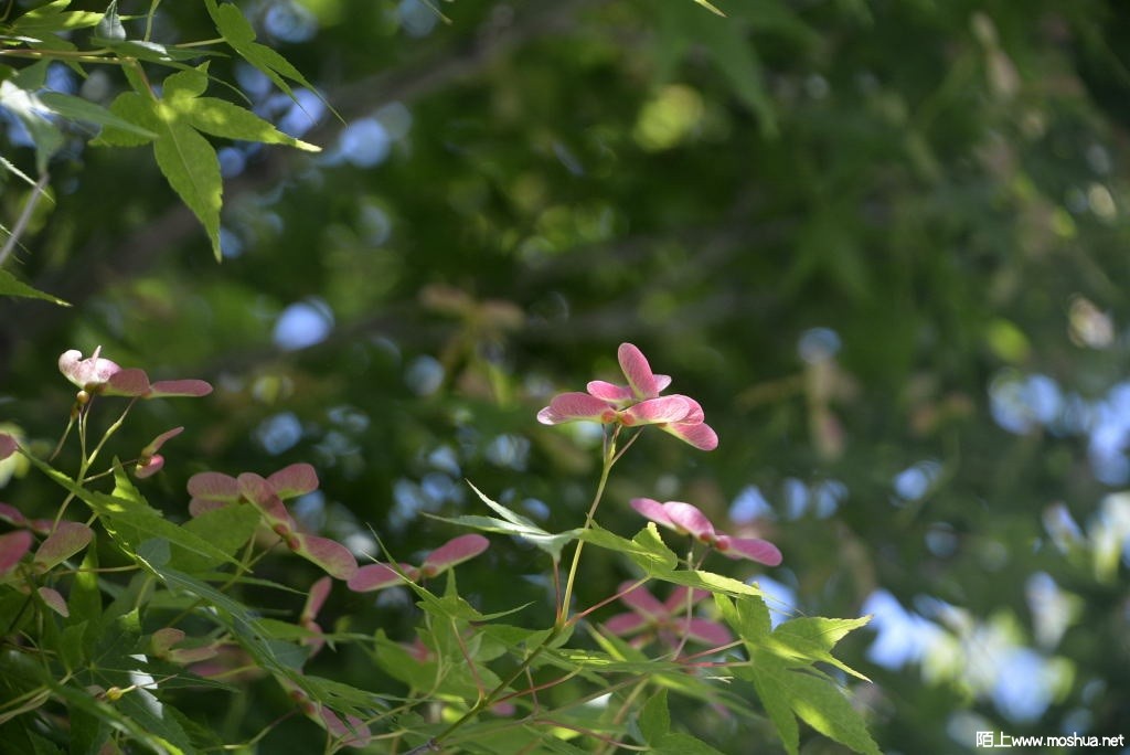 _DSC27521604150020.JPG